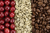 Giá cà phê hôm nay 10/4: Giá cà phê giảm thêm 200 đồng