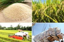 Giá gạo hôm nay 6/5: Lúa đầy đồng nông dân mong giá gạo tăng