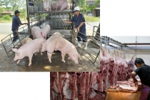 Giá heo hơi hôm nay 12/5: Giá lợn hơi tăng sốc, sát mức 100.000 đồng/kg