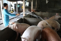 Thủ tướng: Yêu cầu ba bộ phải làm rõ việc giá thịt lợn tăng cao