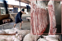 Giá heo hơi hôm nay 24/6: Lợn hơi đã giảm, nhập heo Thái Lan đến bao giờ?