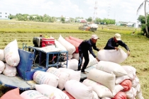 Phó Thủ tướng kết luận về xuất khẩu gạo: Cho phép tạm ứng hạn gạch 100.000 tấn
