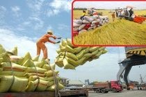Xuất khẩu gạo hiện nay: Thanh tra Chính phủ chính thức vào cuộc