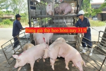 Bảng giá thịt heo hôm nay 31/8: Lợn hơi giảm mạnh