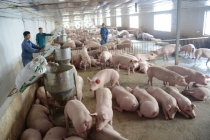Giá lợn hơi hôm nay 2/9 giảm mạnh chưa dừng