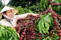 Giá cà phê hôm nay 3/9 tăng sốc, cà phê Tây Nguyên bao nhiêu 1kg?
