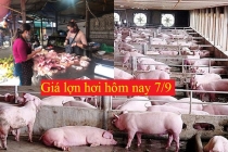 Giá lợn hơi hôm nay 7/9: Lợn hơi ổn định, bao nhiêu tiền 1kg?