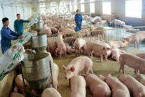 Giá heo hơi hôm nay 21/11: Giá lợn hơi tăng bao nhiêu tiền 1kg?
