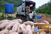 Giá heo hơi hôm nay 26/11: Giá lợn hơi miền Bắc tăng mạnh, Trung - Nam giảm sâu