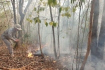 Quảng Nam: Cháy rừng phòng hộ, Chủ tịch tỉnh chỉ đạo ‘nóng’