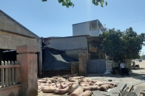 Thừa Thiên Huế: Phát hiện hàng chục con lợn bị chết, bốc mùi hôi thối