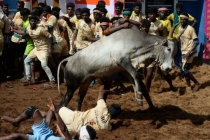 Hàng chục người bị thương tại lễ hội thuần hóa bò tót của Ấn Độ
