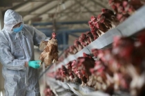 Giữa bão virus corona, Trung Quốc công bố thêm dịch cúm gà H5N1