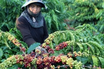 Thị trường giá nông sản hôm nay 7/2: Cà phê tăng trở lại, hồ tiêu giảm