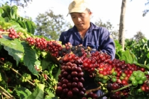 Thị trường giá nông sản hôm nay 8/2: Cà phê vụt tăng mạnh, giá tiêu giảm
