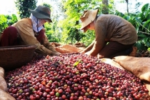 Thị trường giá nông sản hôm nay 10/2: Dự báo cà phê, giá tiêu khởi sắc