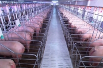 Giá thịt lợn giảm mạnh, doanh nghiệp cam kết giá đưa giá heo hơi xuống mức 75.000 đồng/kg