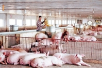 Giá lợn hơi hôm nay 23/2: Giá heo hơi giảm vì sao giá thịt lợn chưa giảm?