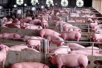 Giá lợn hơi hôm nay 25/2: Giá thịt lợn đã giảm nhiệt