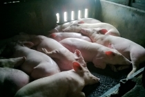 Giá lợn hơi hôm nay 1/3: Miền Trung – Tây Nguyên giữ giá