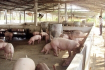 Giá lợn hơi hôm nay 3/3: Giá heo hơi miền Bắc tăng sát mức 90.000 đồng/kg