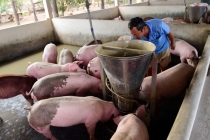 Giá lợn hơi hôm nay 17/3: Bắc – Trung –Nam quanh mức 80.000 đ/kg