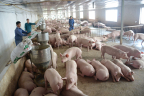 Giá lợn hơi hôm nay 18/3: Miền Trung tăng, miền Nam giảm