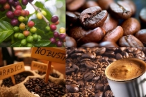 Giá cà phê hôm nay 21/3: Cà phê tăng sốc Tây Nguyên, miền Nam