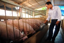 Giá lợn hơi hôm nay 24/3: Trái chỉ đạo Chính phủ giá heo hơi vẫn ở mức 85.000 đồng/kg