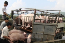 Giá lợn hơi hôm nay 26/3: Nỗ lực đưa giá về dưới 60.000 đồng/kg bất thành?