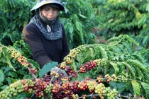 Thị trường giá nông sản hôm nay 30/3: Giá tiêu, cà phê khó tăng