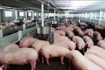 Giá thịt lợn treo ở mức cao do nhiều khâu trung gian, giết mổ
