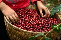Giá cà phê Tây Nguyên, miền Nam tăng nhẹ Đắk Lắk và Đắk Nông