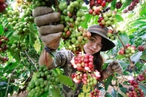 Thị trường giá nông sản hôm nay 6/4: Giá tiêu, cà phê tăng nhẹ