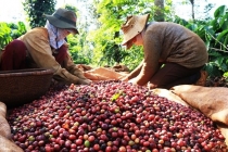 Thị trường giá nông sản hôm nay 7/4: Giá cà phê tăng, giá tiêu trầm lắng
