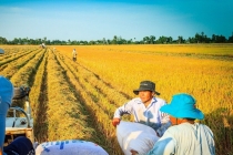 Giá gạo hôm nay 11/4: Giá gạo trong nước tăng, xuất khẩu lượng lớn
