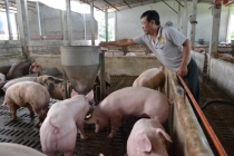 Giá heo hơi hôm nay 16/4: Chạm mốc 90.000 đồng/kg, cần đưa thịt lợn vào mặt hàng bình ổn giá