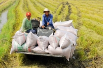 Giá gạo hôm nay 19/4: Cuối tuần giá lúa gạo ổn định