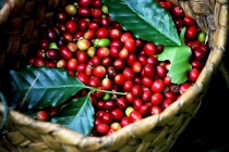 Thị trường giá nông sản hôm nay 22/4: Cà phê giảm mạnh, giá tiêu không đổi