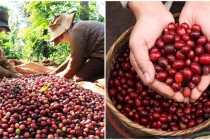 Giá cà phê hôm nay 27/4: Giá cà phê trong nước tăng 600 đồng/kg