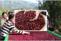 Giá cà phê hôm nay 28/4: Cà phê trong nước tăng 29,900 đồng/kg
