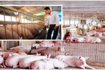 Giá heo hơi hôm nay 29/4: Trung Quốc tăng nhập lợn giống, lợn bố mẹ