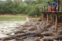 Giá cá sấu giảm sâu, ế ẩm khiến người nuôi lao đao