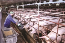 Giá heo hơi hôm nay 14/6: Giá lợn hơi giảm 13.000 đồng/kg sau hơn 1 tuần