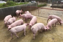 Giá heo hơi hôm nay 17/6: Heo sống Thái Lan giá cao nhập về có giúp giá lợn hơi giảm?