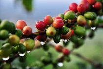 Thị trường giá nông sản hôm nay 23/6: Giá cà phê tăng, giá tiêu giảm