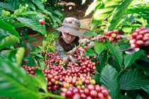 Thị trường giá nông sản hôm nay 25/6: Giá cà phê, giá tiêu giảm