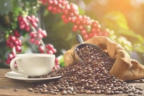 Thị trường giá nông sản hôm nay 26/6: Giá cà phê, giá tiêu lao dốc giảm mạnh