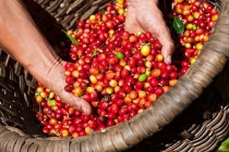 Giá cả thị trường nông sản hôm nay 27/6: Giá cà phê, giá tiêu tiếp tục giảm