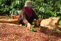 Giá cả thị trường nông sản hôm nay 28/6: Giá cà phê, giá tiêu ảm đảm